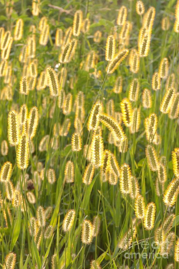 Foxtails in the Sun Photograph by John Harmon