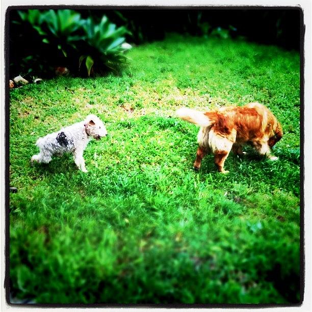 Dog Photograph - Foxy & Goldie #dogs #dog #fox #terrier by Pedro Miranda