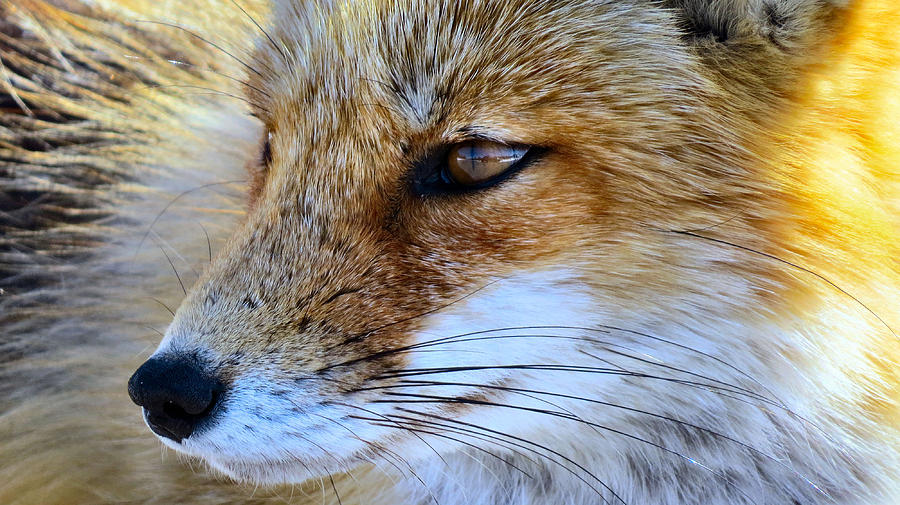 Foxy Face Photograph by Art Dingo