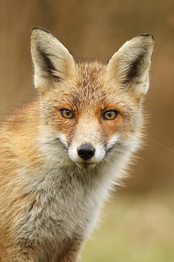 Fall Photograph - Foxy Face by Roeselien Raimond