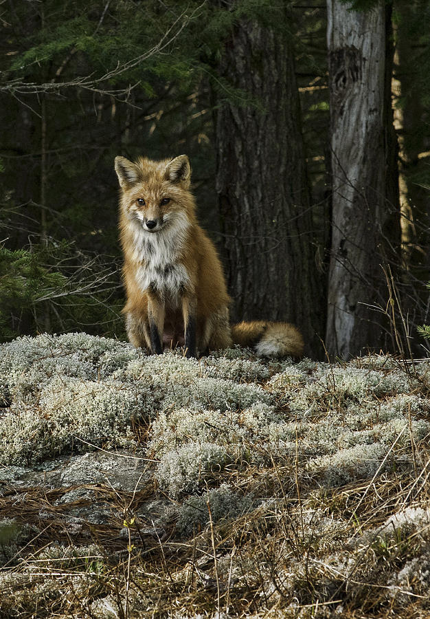 Foxy Lady - Algonquin Park Photograph by Alan Norsworthy