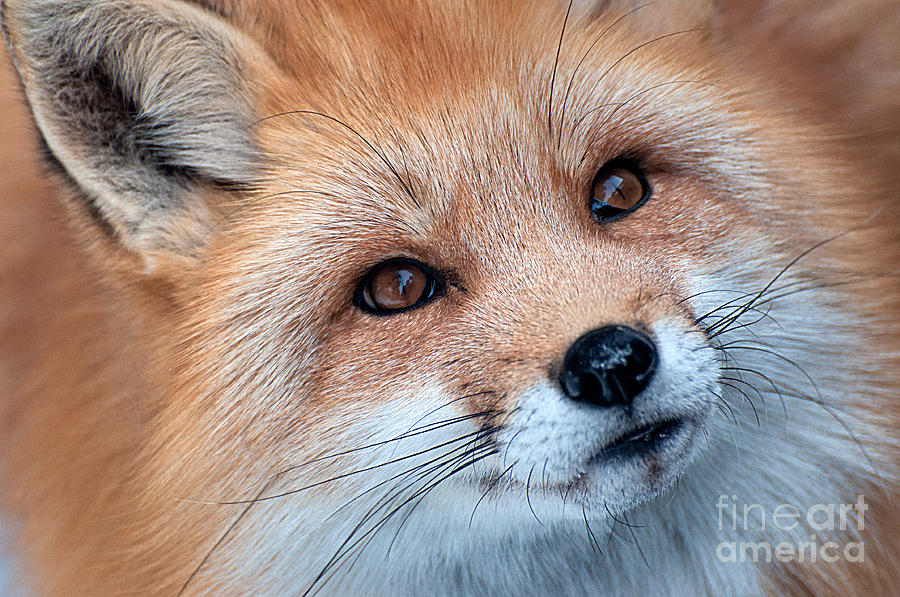 Wildlife Photograph - Foxy Lady by Bianca Nadeau
