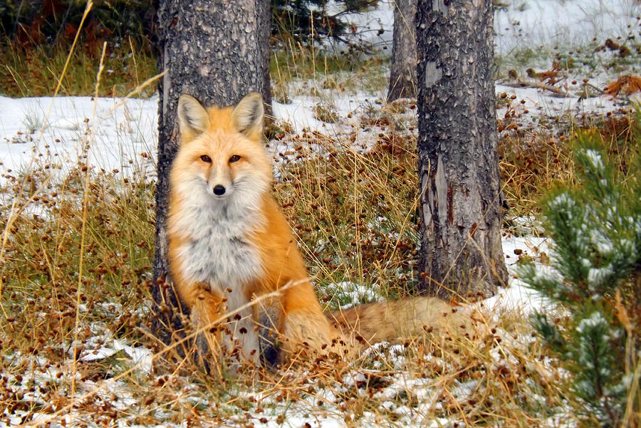 Foxy Lady Photograph by C Sitton