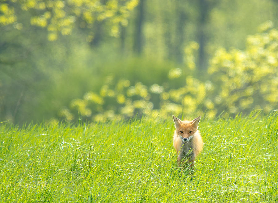 Foxy Landscape Photograph by Cheryl Baxter