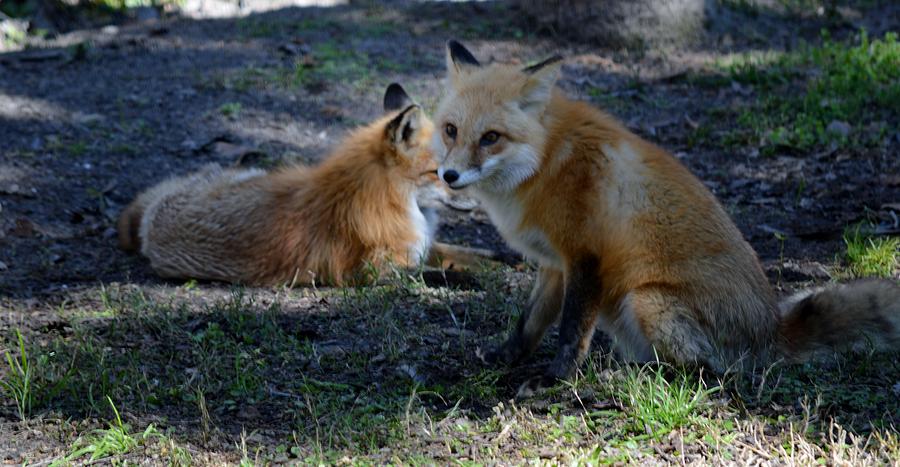Wildlife Photograph - Foxy by Linda Kerkau