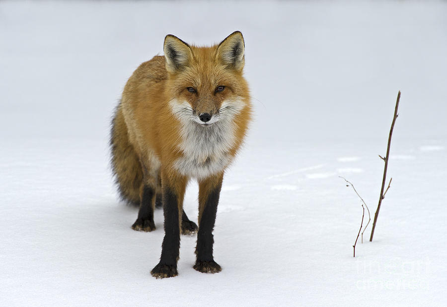 Nature Photograph - Foxy.. by Nina Stavlund