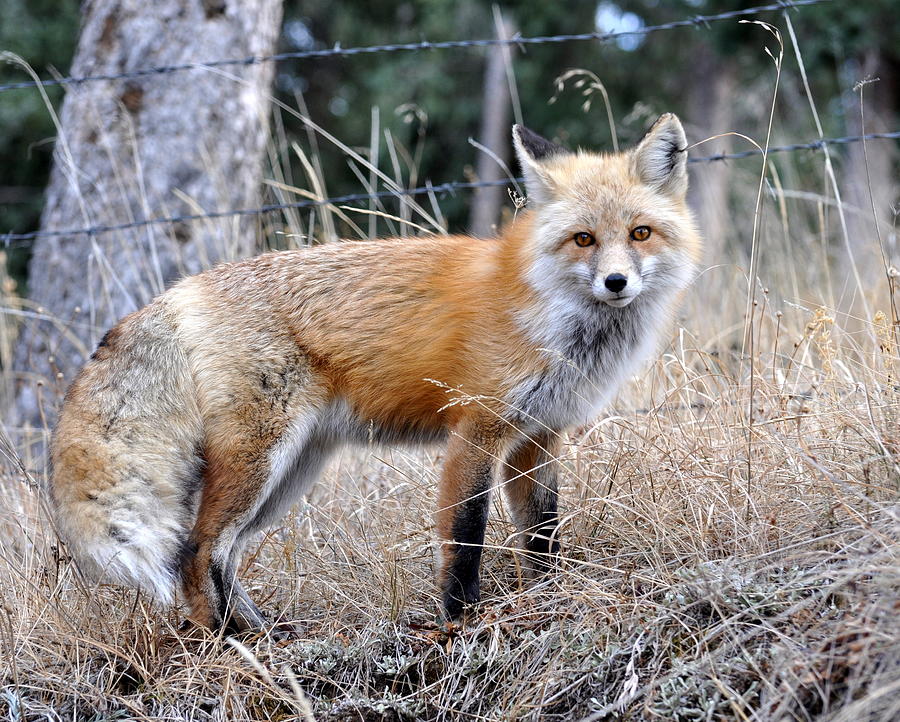 Foxy Photograph by Pam Garcia | Fine Art America