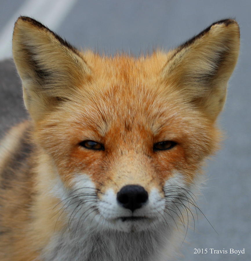 Wildlife Photograph - Foxy Red by Travis Boyd