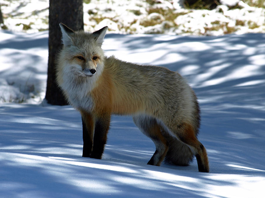 Wildlife Photograph - Foxy Shadows by DeeLon Merritt