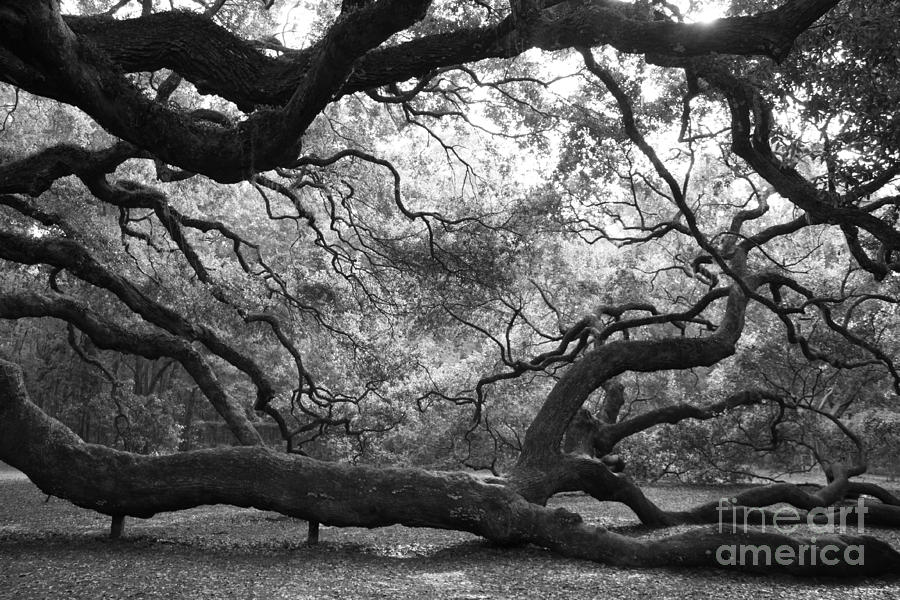 Fractal Angel Oak Photograph by Cortney Price
