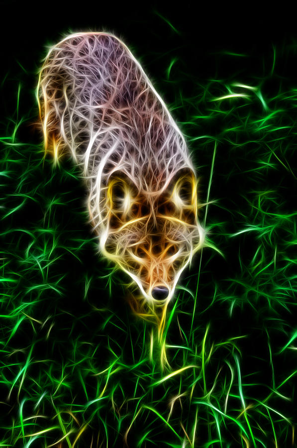 Fractal Coyote Photograph by Prince Andre Faubert