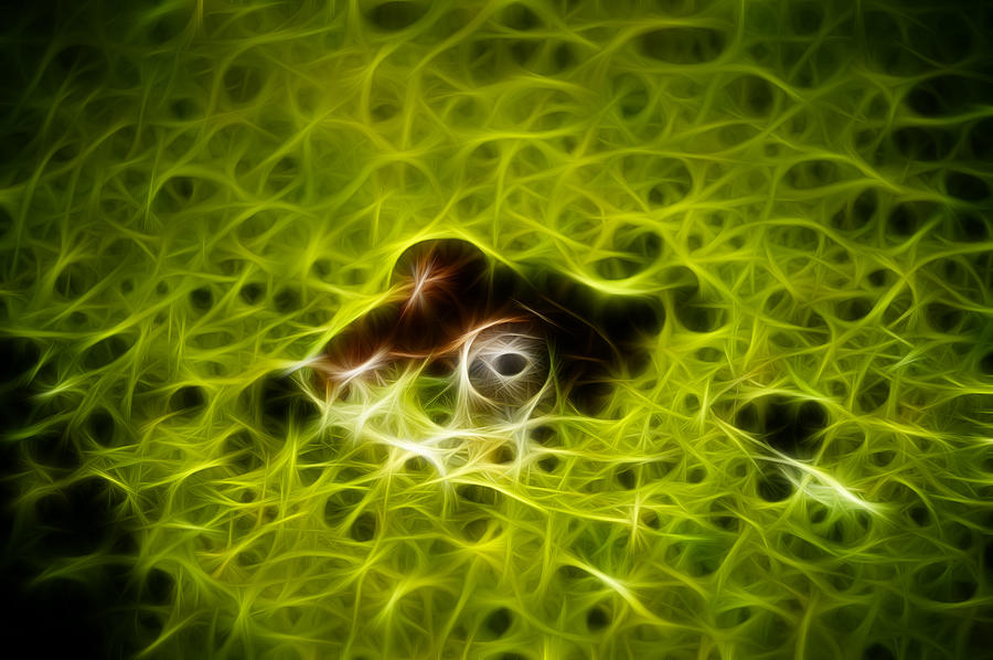 Fractal Frog Photograph by Prince Andre Faubert