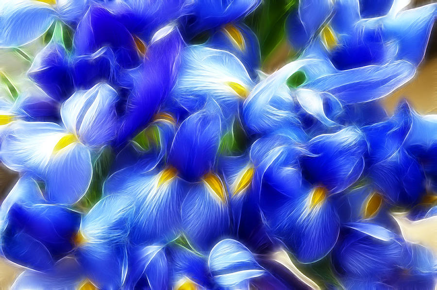 Fractal Iris Photograph