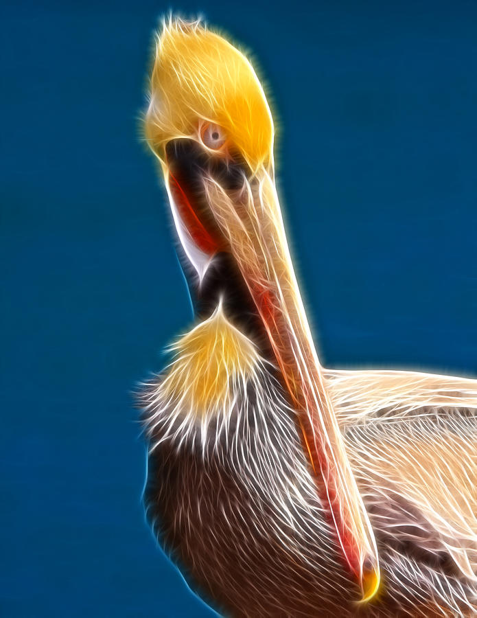 Fractal Pelican Photograph by Beth Sargent