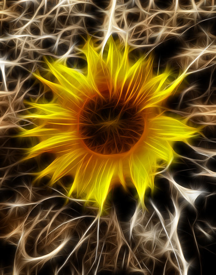 Fractal Sunflower Photograph by Prince Andre Faubert