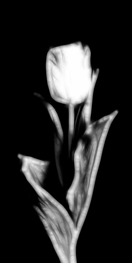 Fractal Tulip Photograph by Sebastian Musial