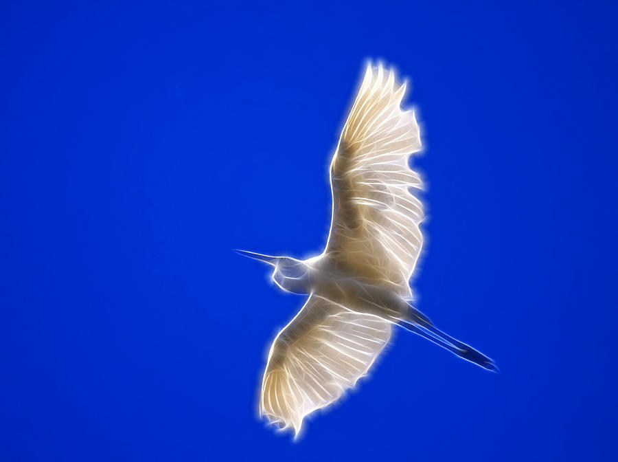 Fractal White Egret Photograph by Beth Sargent