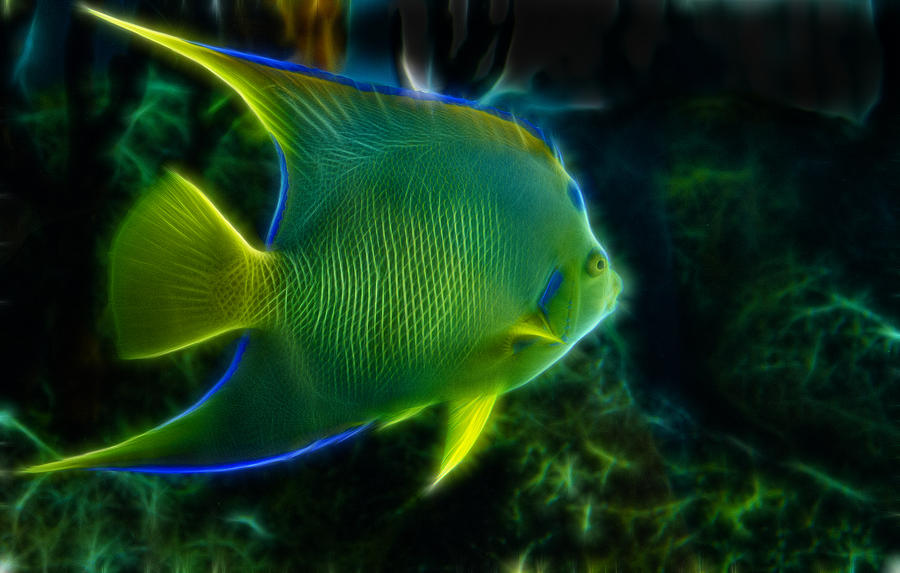 Fish Photograph - Fractalized Angelfish by Bill Barber