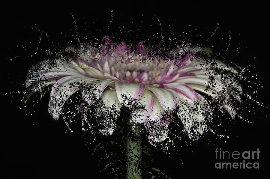 Fractured Gerbera Photograph by Steve Purnell