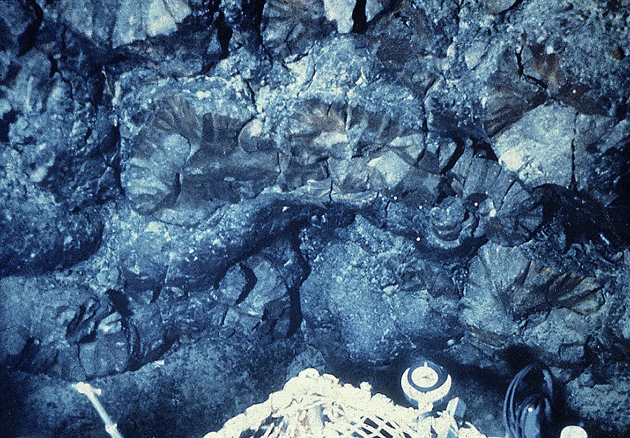 Fractured Pillow Lava Photograph by Dr Ken Macdonald/science Photo Library