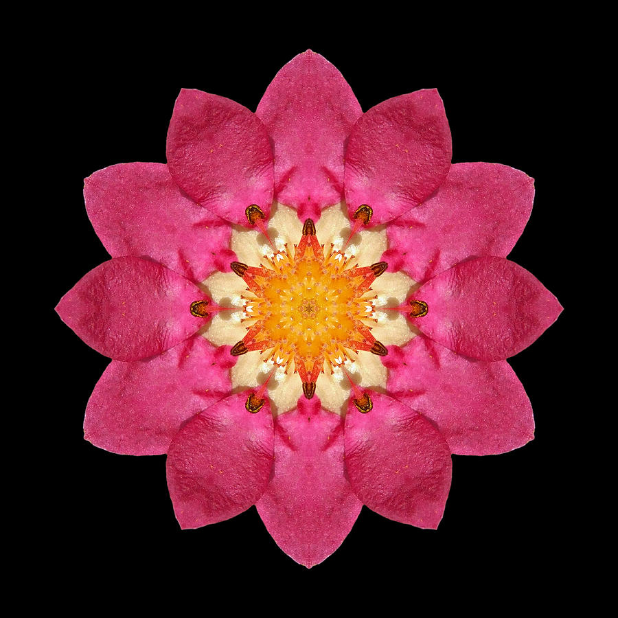 Fragaria Flower Mandala Photograph by David J Bookbinder