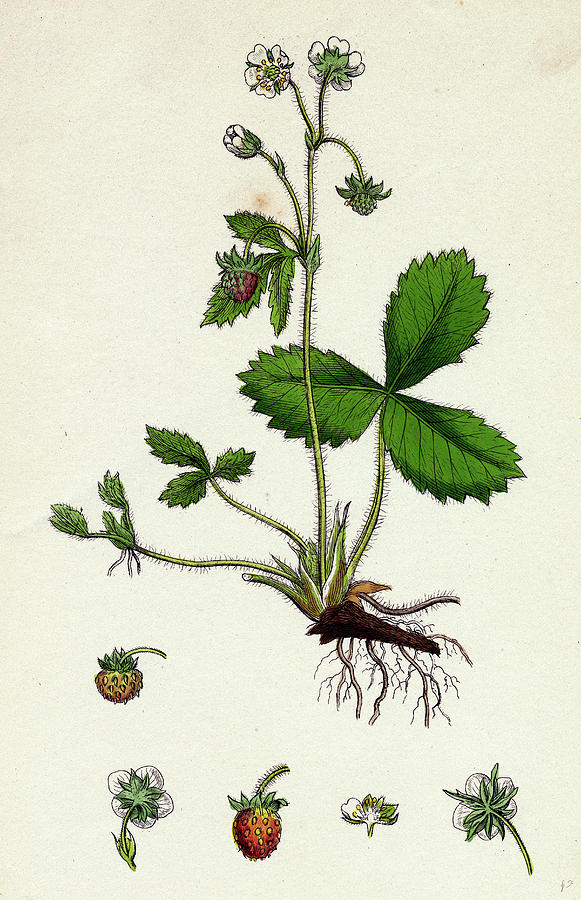 Nature Drawing - Fragaria Vesca Wild Strawberry by English School