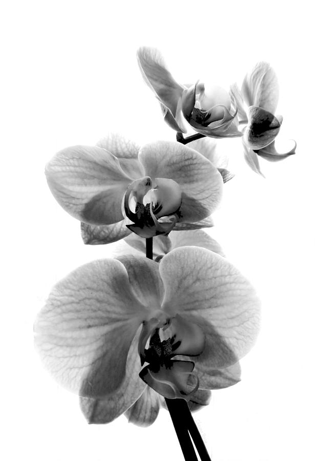 Fragile Beauty Black and White Photograph by Shawna Rowe
