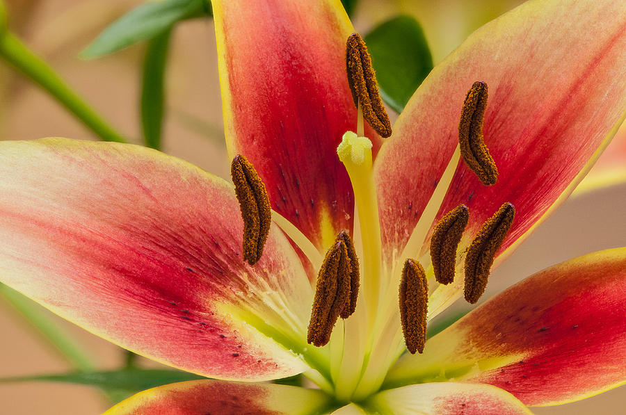 Fragile Beauty by Randy Walton Fragile Beauty by Randy Walton