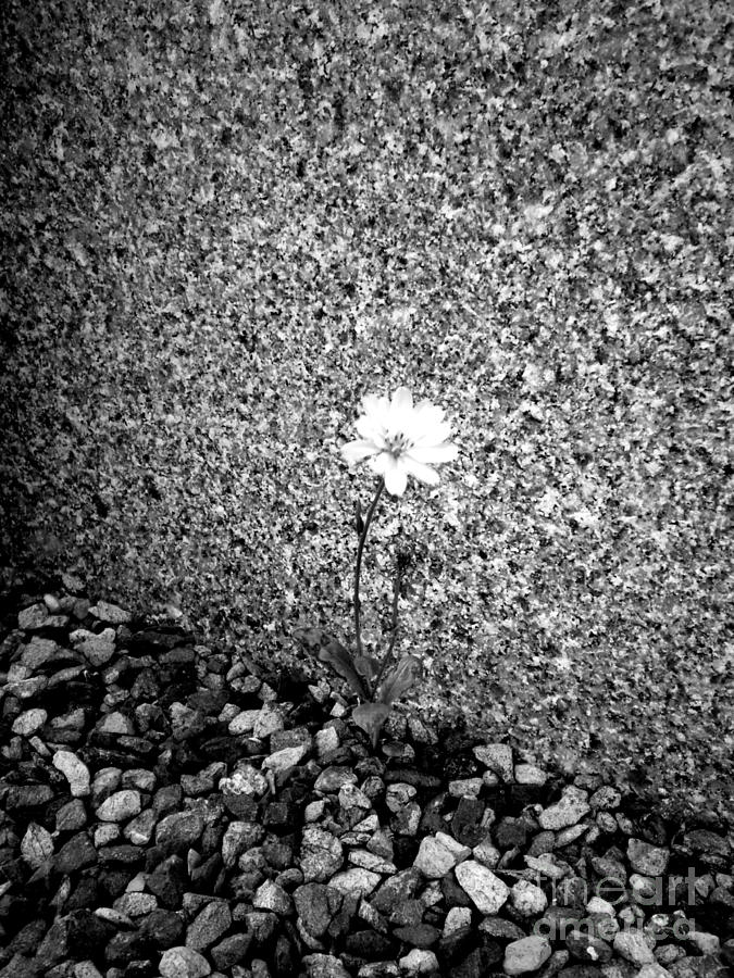 Flowers Still Life Photograph - Fragile by Craig Pearson