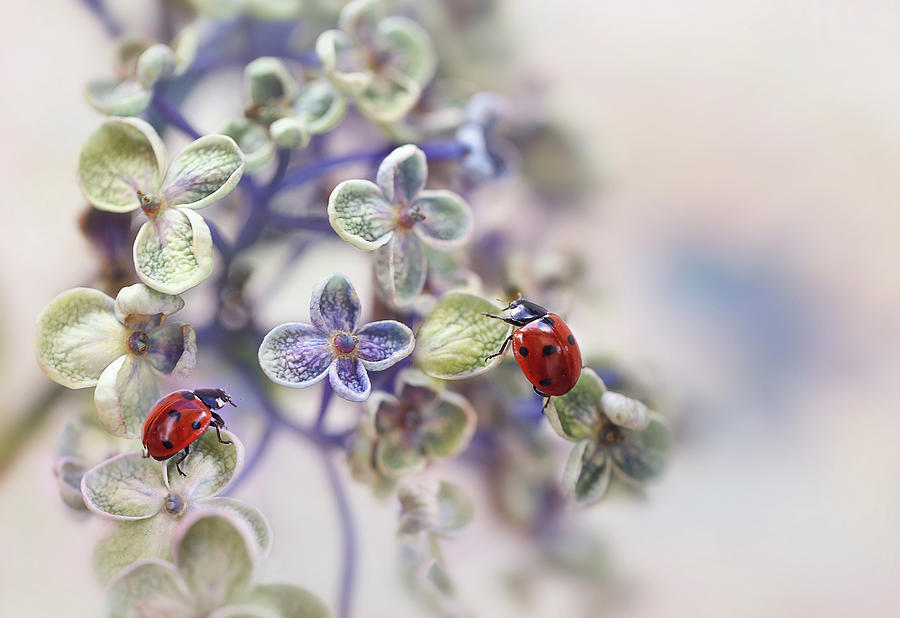 Ladybug Photograph - Fragile by Ellen Van Deelen