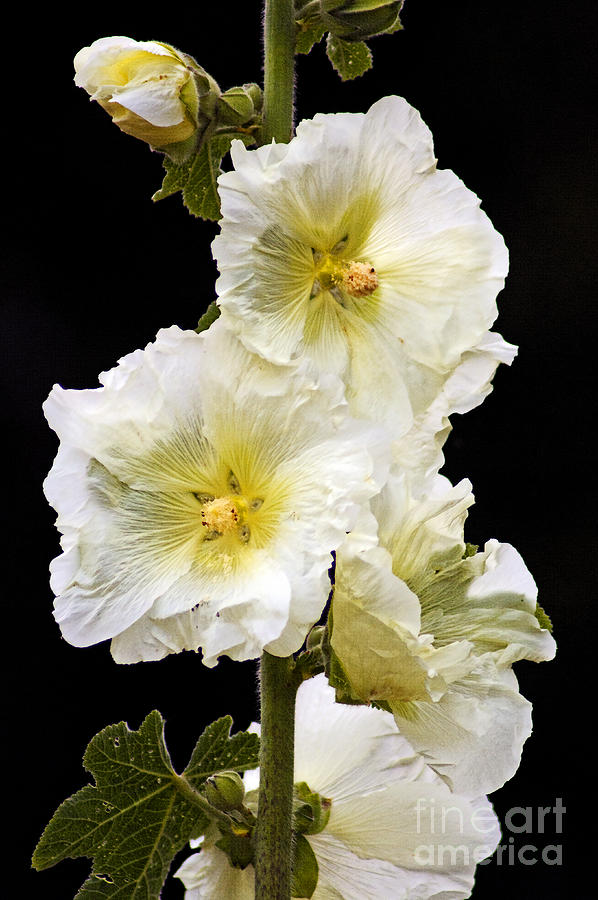 Fragile Flower Photograph by Joe Geraci | Fine Art America