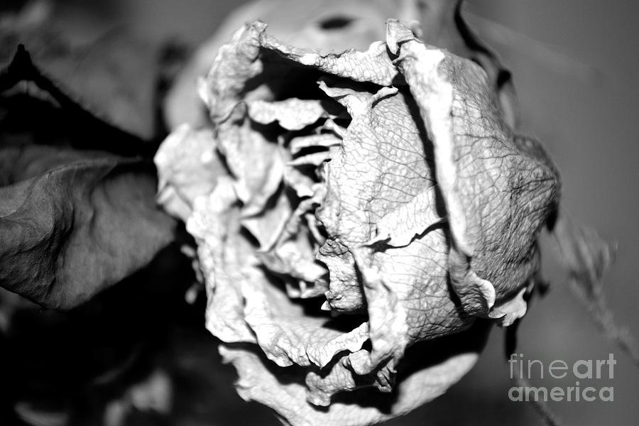 Fragile Rose 5 Photograph by LLaura Burge Fine Art America