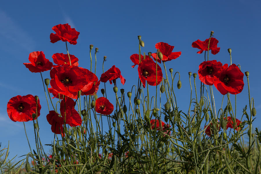 Fragile Sentinels Photograph by Stuart Gennery | Fine Art America