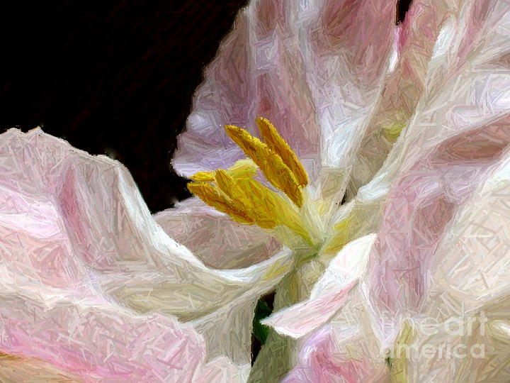 Flowers Still Life Photograph - Fragility by Maureen J Haldeman