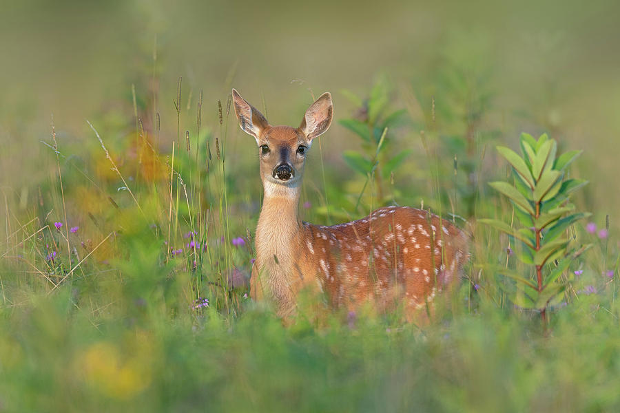 Deer Photograph - Fragrance Of Summer by Nick Kalathas