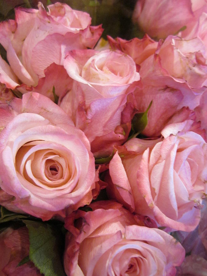 Rose Photograph - Fragrance by Rosita Larsson