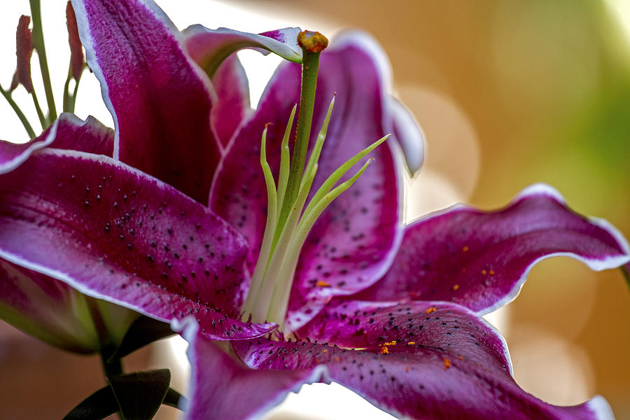 Lily Photograph - Fragrant Beauty  by Calazones Flics