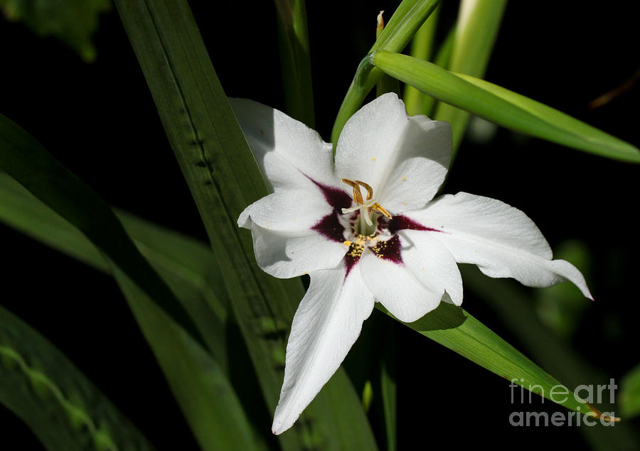 Lily Photograph - Fragrant Beauty by Diana Black