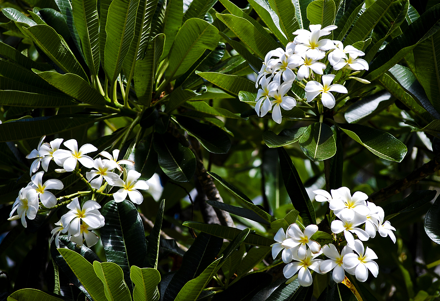 Flower Photograph - Fragrant Clusters by Christi Kraft