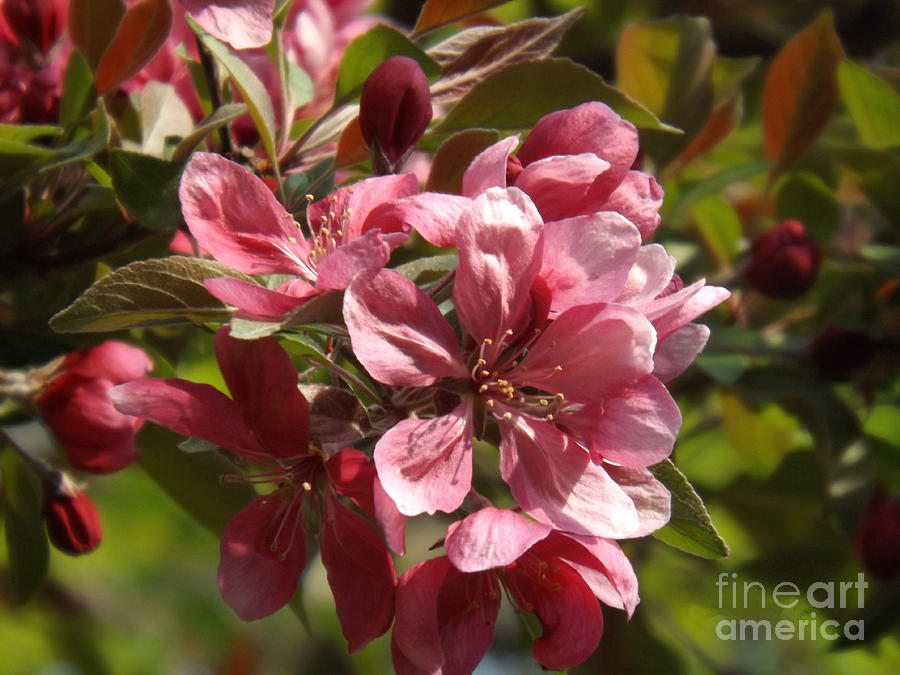 Fragrant Crab Apple Blossoms Photograph by Brenda Brown