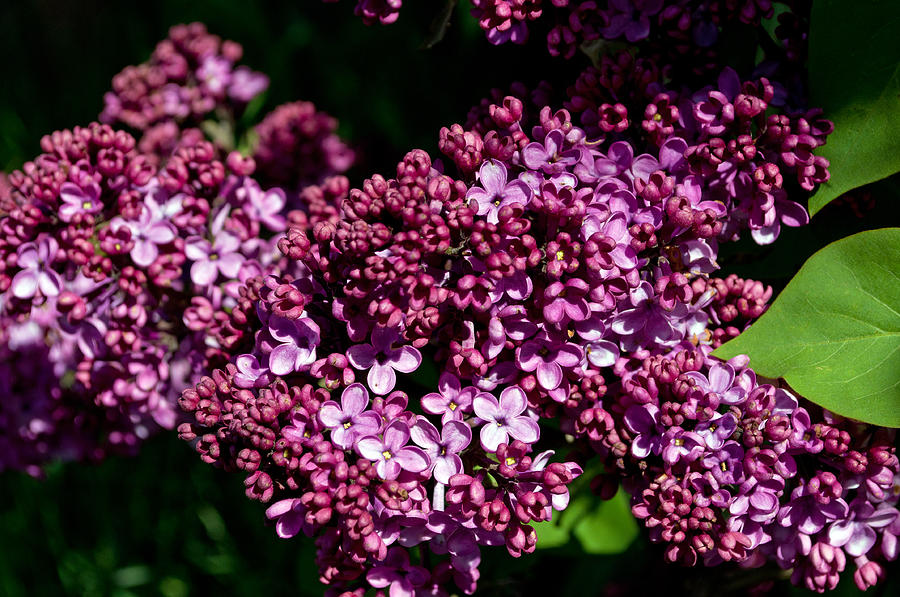 Fragrant Lilac Blossoms Photograph by Tikvahs Hope