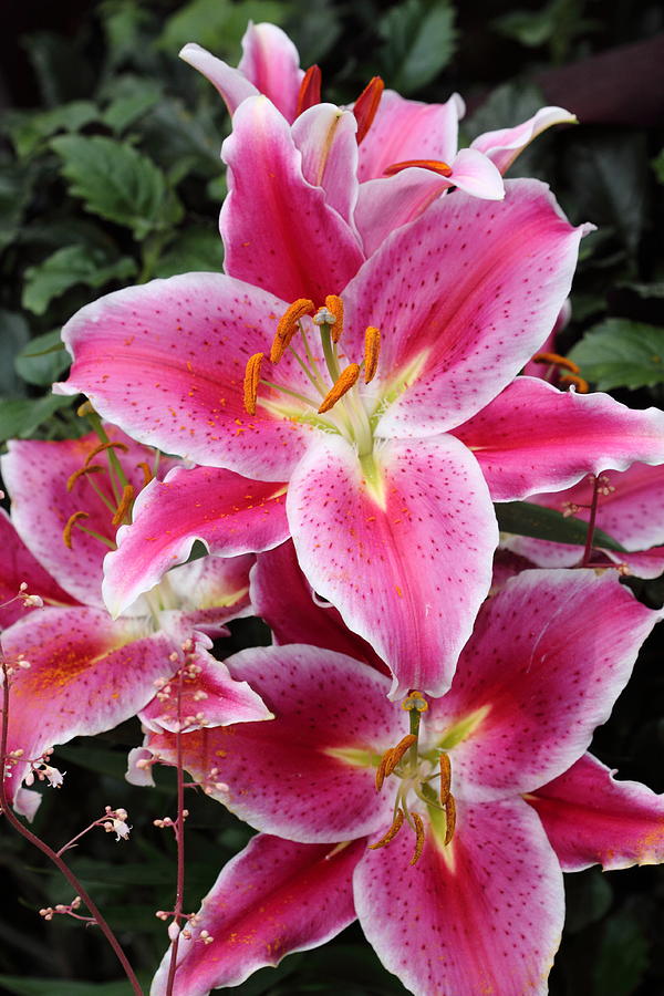 Fragrant Lily Photograph