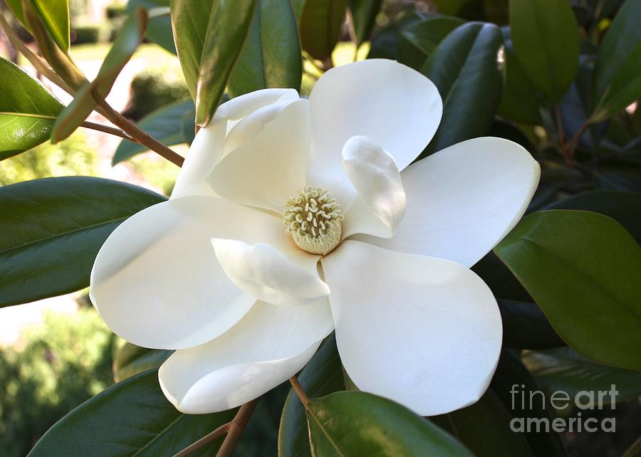 Fragrant Magnolia Photograph by Carol Groenen