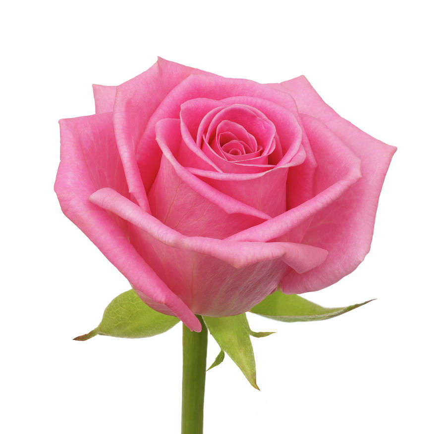 Fragrant, Pale Pink Hybrid Rose Photograph by Rosemary Calvert