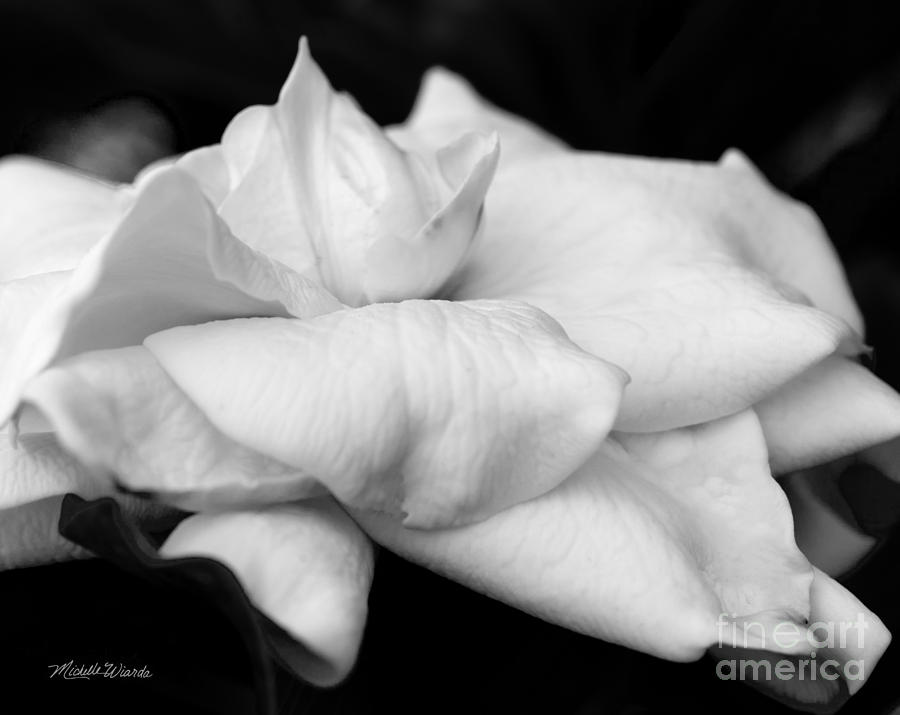 Black And White Photograph - Fragrant Petals by Michelle Constantine