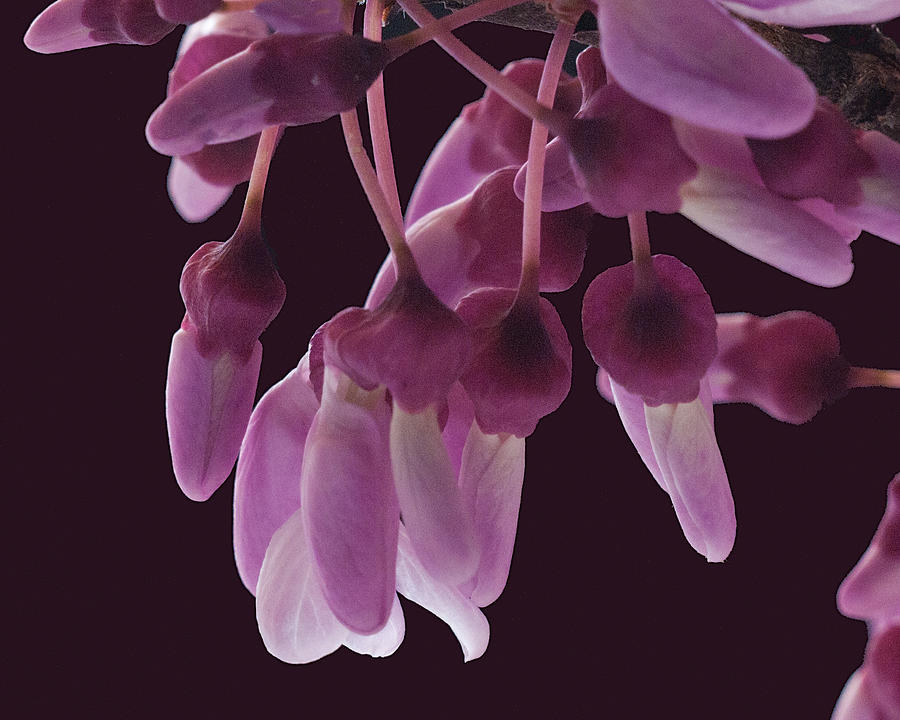 Fragrant Redbuds Photograph by Don Wolf