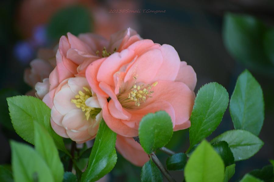 Fragrant Roses Photograph by Sonali Gangane