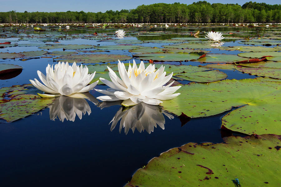Landscape Photograph - Fragrant Water Lilies On Caddo Lake by Larry Ditto