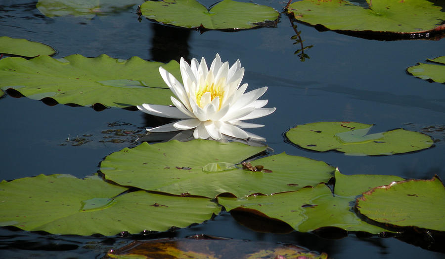 Fragrant White Waterlily - Nymphaea odorata - Florida Native Photograph ...