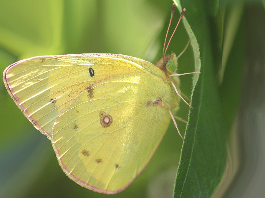 Butterfly Photograph - Frail Beauty by The Art Of Marilyn Ridoutt-Greene